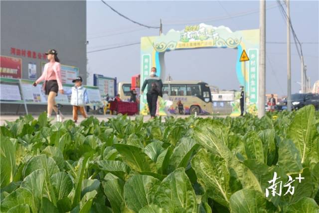 10日，2021連州菜心節(jié)暨線上直播推廣活動(dòng)在西岸鎮(zhèn)河田村開幕。張曉欣 攝