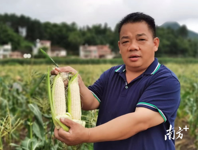 四聯(lián)村試點(diǎn)種植水果玉米，走特色產(chǎn)業(yè)發(fā)展道路。