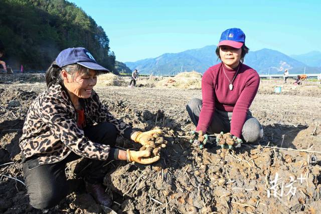 朱崗村水美塘馬蹄種植基地里，村民在采挖馬蹄。張曉欣 攝