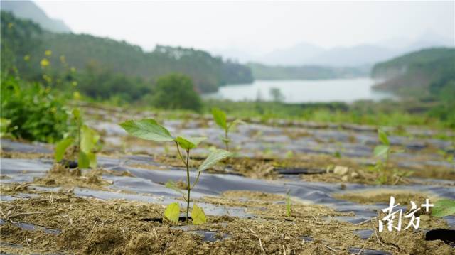 迎風搖曳、綠意盎然的五指毛桃種苗。